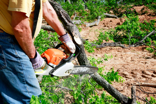 Seasonal Cleanup (Spring/Fall) in Alamo Heights, TX